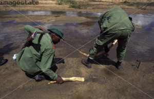 ... park rangers washing elephant tusks in a river tarangire national park