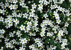 The Week with… Flowers and Quotes about Being Different