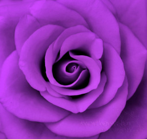 Purple Purple Roses