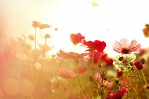 那些花，那些情-花朵的唯美意境图片集合 红色野外 ...