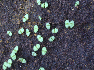 Basil Seedling Dsc05498-sweet+basil+seedling+ ...