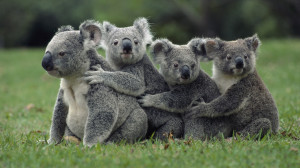 Cute but Wild: Basic Facts about Koala Bears