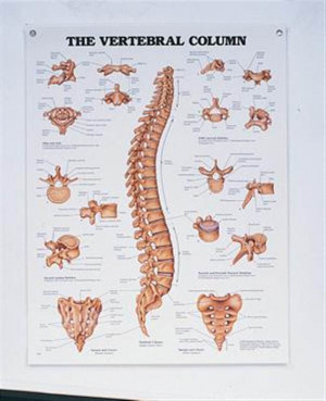 Laminated Nervous System Chart