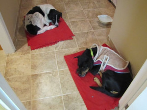 Administration and supervision of the school system in iran