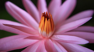 Spa and Relaxation business background theme Facebook cover