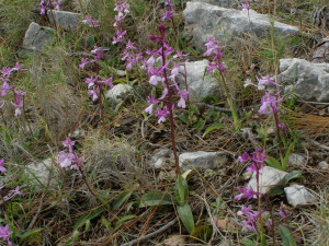 WILD ORCHID by NIKAS O CHIOS from