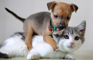 Kittens and Puppies | New Photos