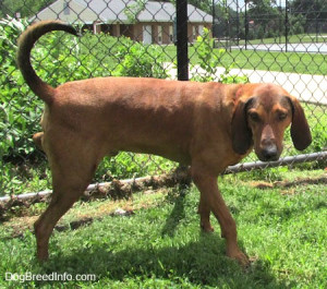Coonhound Pictures Redbone Dog