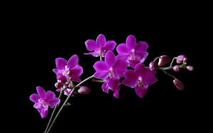 Purple Orchid Flower Pictures