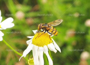 Depositphotos Bee Gathering...