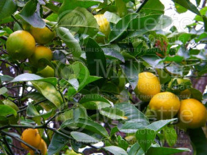 Citrus Limon The Lemon Tree