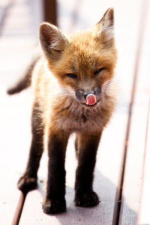 Cute little fox