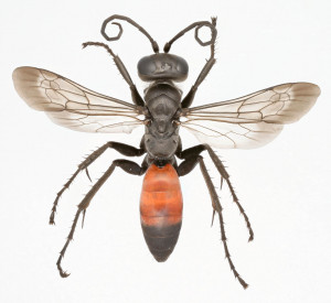 Wasp Female Wings Apart Dorsal View Highly Enlarged White