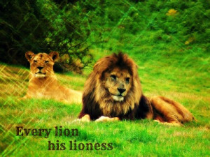 Lion Love Quotes lion and lioness love quotes