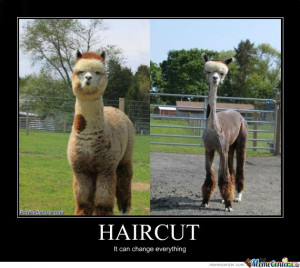 Related Pictures funny lama meme center