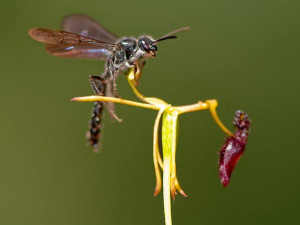 Thynnid wasp, which believes orchid labellum is a female wasp. Picture ...