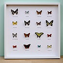 Bespoke Paper Butterfly Framed Artwork