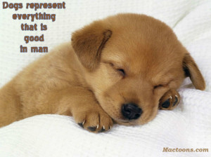... Quotes about Dogs: Cute Dog Puppy With Inspirational Quote
