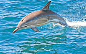 Back > Gallery For > Dolphin Pictures Only