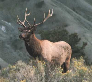 Elk Page Images