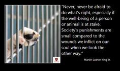 quote for shelter animals more animal rescue dogs quotes shelters ...