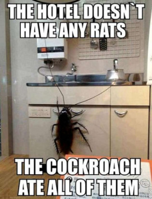 Funny Cockroach Compilation (12 Pics)