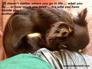 ... you have beside you. -Author Unknown.: Chihuahua Quotes, Pet Quotes