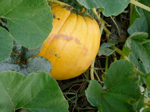 Growing Pumpkins - Bonnie Plants