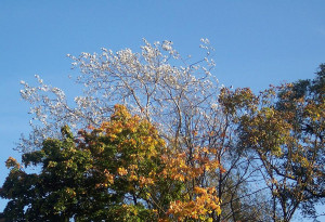 leaves-turn-in-the-wind-iris-devadason.jpg