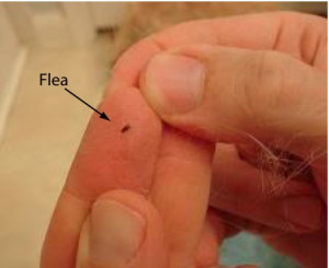 Types Of Fleas On Dogs