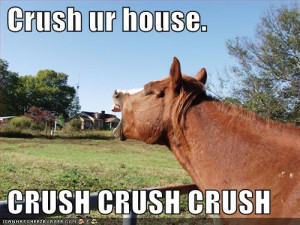 lesson about horses jpg funny pictures horse crushes house jpg
