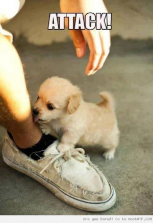 ... Puppies, So Cute, Pet, Tiny Puppies, Socute, Animal, Golden Retriever