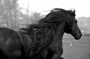 ... beautiful horse everFresians are the most beautiful horses on earth