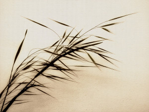 Werk is het beste stuk van de Zen-praktijk en -beoefening. Wat voor ...