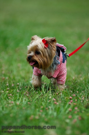 Funny Yorkie Pictures Yorkshire terrier picture