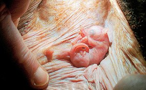 ... ! The ground-breaking pictures of animals capturing life in the womb