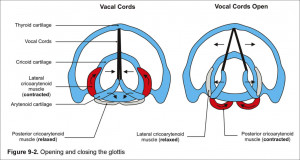 Vocal Cords Anatomy