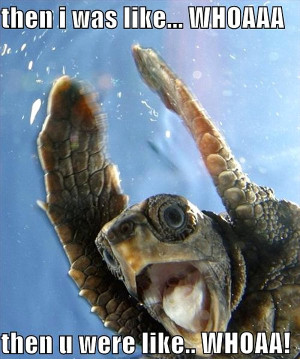 Two sea turtles high five each other underwater.