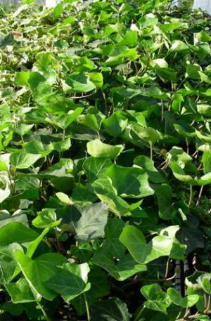 English Ivy Ground Cover Plants