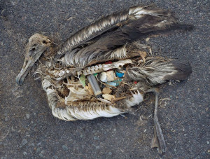 Albatros mort suite à la pollution en déchets plastiques de l'océan ...