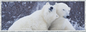 Polar Bear Love Facebook Cover