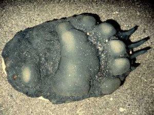 black bear tracks in mud