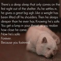 Dog Quotes and Sayings