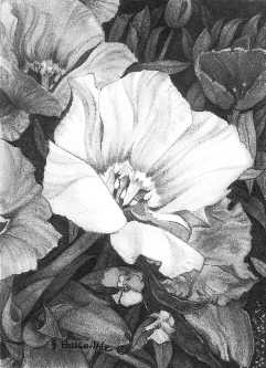 How Draw Books Quot The Flower...