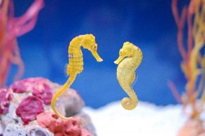 Can 2 different types of seahorses..