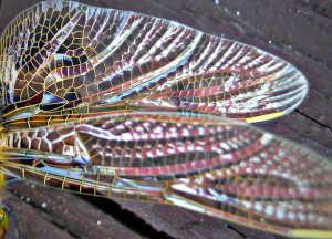 Dragonfly wings: Dragonfly Wings, Edrei Wings, Nature S Patterns ...