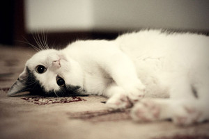 Funny photos funny cute cat head looking upside down