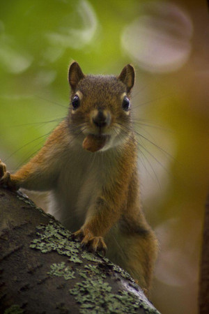 ... squirrel unless up in a tree squirrel quotes pic twitter com
