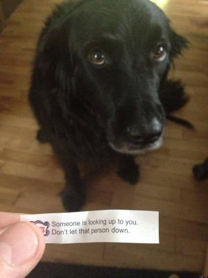 DOG-FORTUNE-COOKIE-facebook.jpg