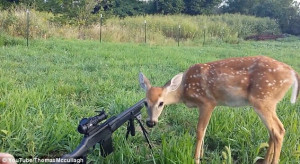 No eye-deer! Fawn named Dinner brazenly walks up to hunting party at ...